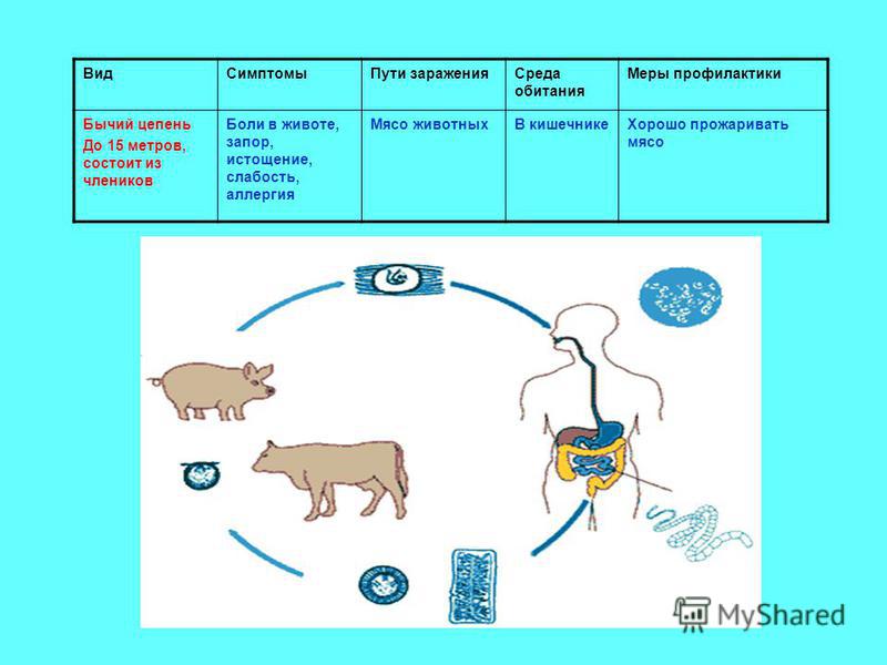 Как происходит заражение человека бычьим цепнем. Бычий цепень пути заражения и профилактика. Заражение свиным цепнем цикл. Пути заражения бычьим цепнем. Путь заражения бычьего цепня схема.