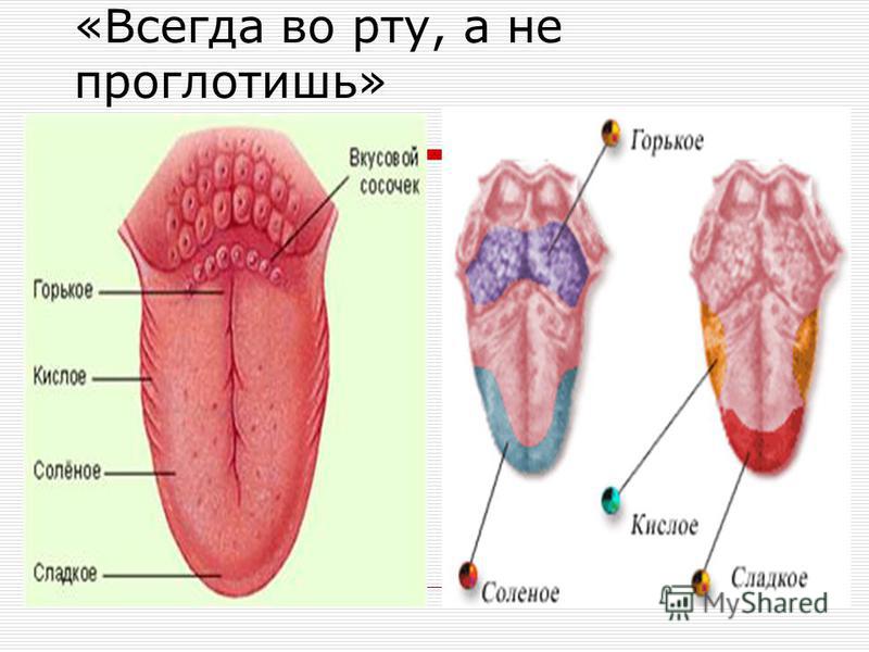 Проявить вкус. Вкусовые рецепторы на языке схема. Строение вкусового анализатора ЕГЭ. Язык вкусовой анализатор. Вкусовой анализатор строение.