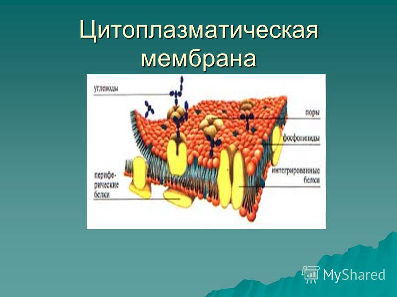 Цитоплазматическая мембрана рисунок