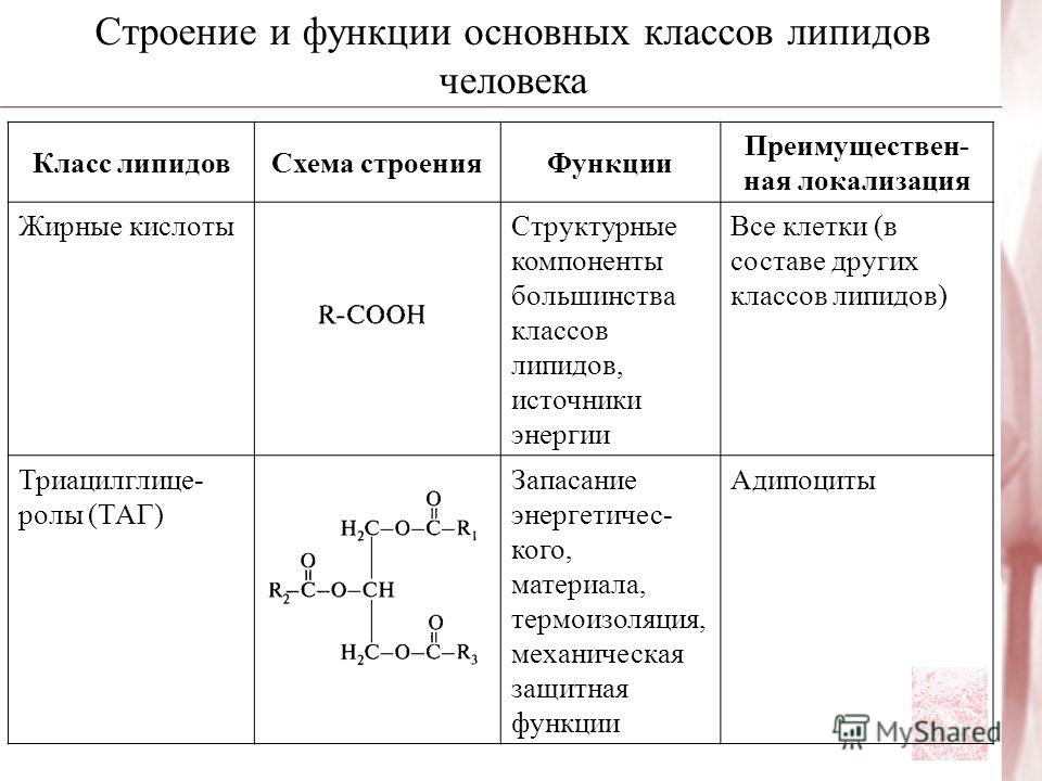 Классификация липидов схема