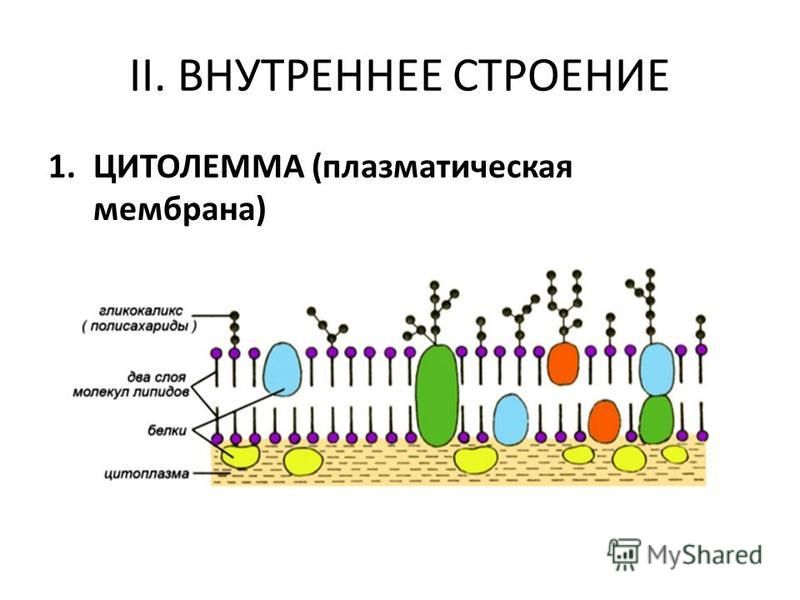 Мембраны клеток эукариот. Плазматическая мембрана плазмалемма. Клеточная мембрана плазмалемма. Функции плазматической мембраны схема. Клеточная мембрана гликокаликс.