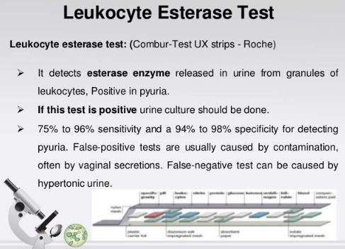 leukocyte esterase-test