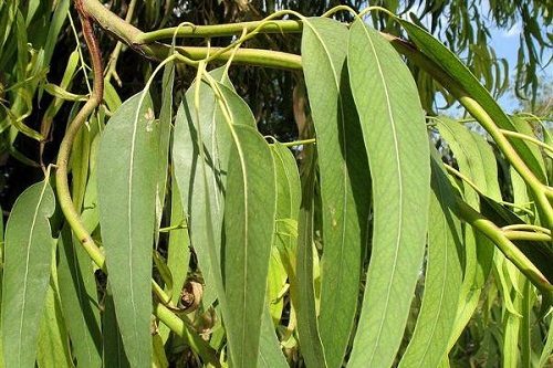 Листья эвкалипта - отвары и настойки для лечения и восстановления