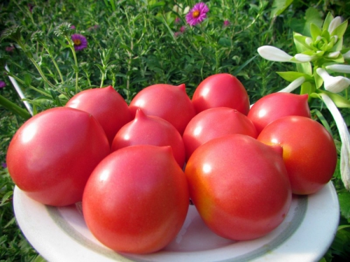 Урожай сладких помидоров
