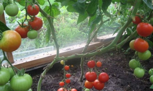 Растущие помидоры