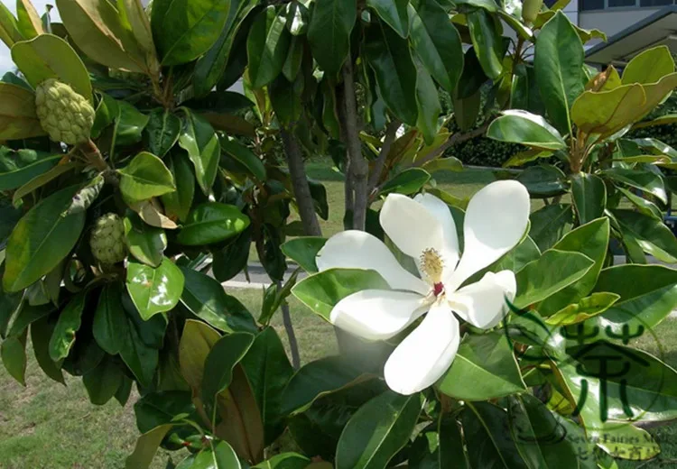 Magnolia Grandiflora Seeds, Southern Magnolia Tree Seeds, Ornamental Plant Bull Bay Seeds (8)