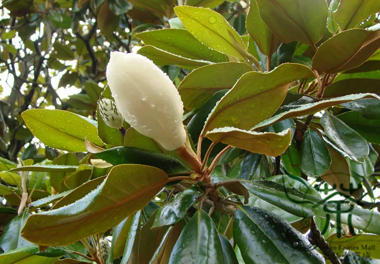 Magnolia Grandiflora Seeds, Southern Magnolia Tree Seeds, Ornamental Plant Bull Bay Seeds (6)