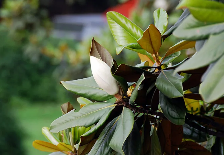 Magnolia Grandiflora Seeds, Southern Magnolia Tree Seeds, Ornamental Plant Bull Bay Seeds (5)