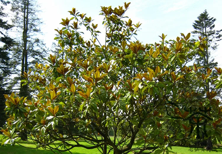 Magnolia Grandiflora Seeds, Southern Magnolia Tree Seeds, Ornamental Plant Bull Bay Seeds (3)