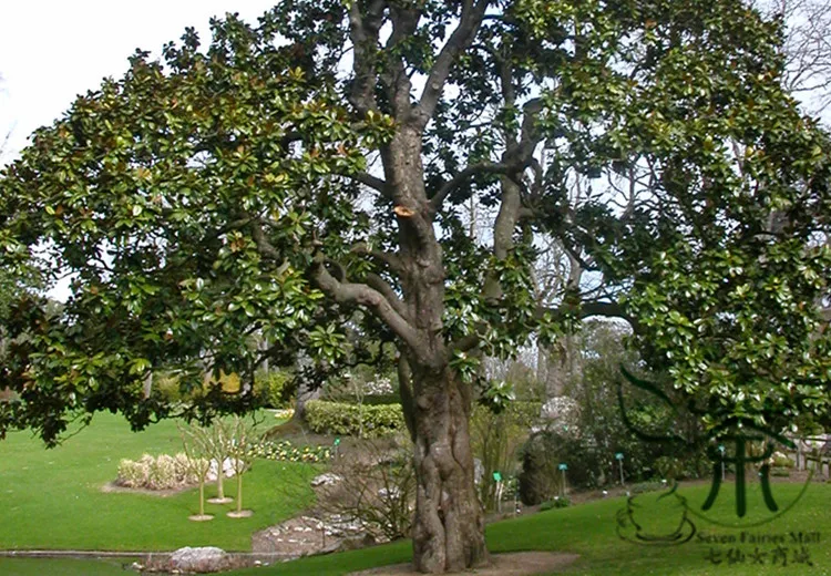Magnolia Grandiflora Seeds, Southern Magnolia Tree Seeds, Ornamental Plant Bull Bay Seeds (4)