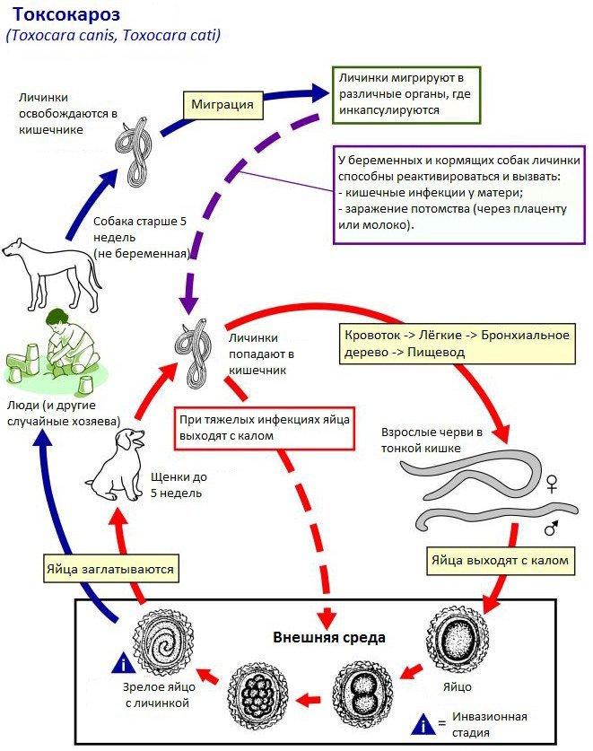 Токсокары у взрослых фото