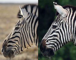 Two subspecies of mountain zebra