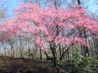 Prunus subhirtella ꞌAutumnalisꞌ in bloom.