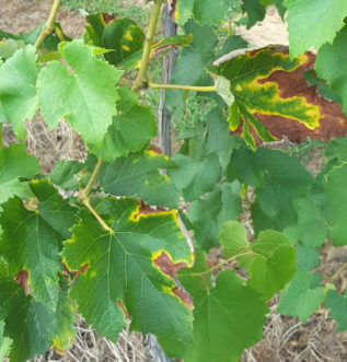 Pierce’s disease symptoms on ‘Jupiter’ grape foliage. This disease is spread by leafhoppers and primarily occurs below 1800 feet elevation.