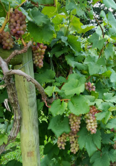 ‘Saturn’ is a cultivar with larger fruit, each of which only contains two seeds. It is used primarily for fresh consumption.