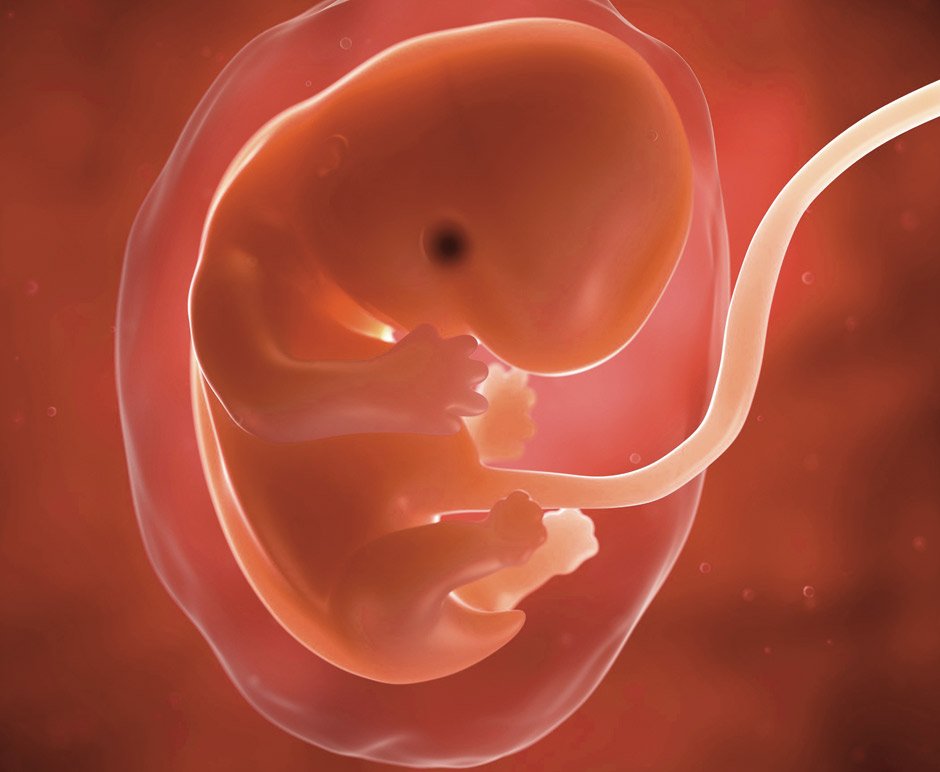 Как выглядит эмбрион в 7 недель беременности фото
