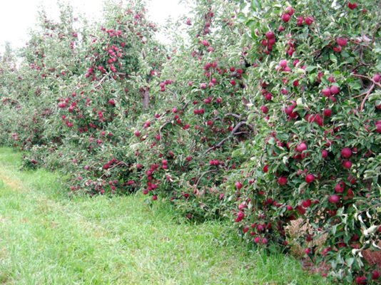 Карликовые яблони в саду