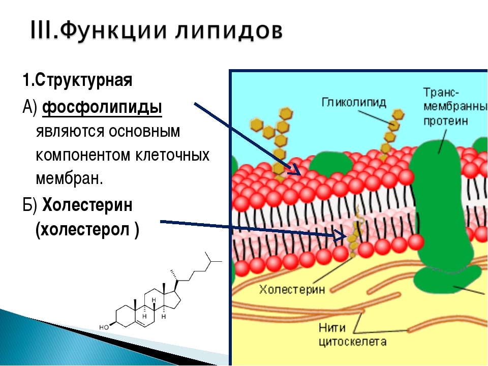 Функции мембраны клетки является. Фосфолипид строение мембраны. Плазматическая мембрана фосфолипидный слой. Строение клеточной мембраны фосфолипиды. Функции фосфолипидов в мембране клетки.