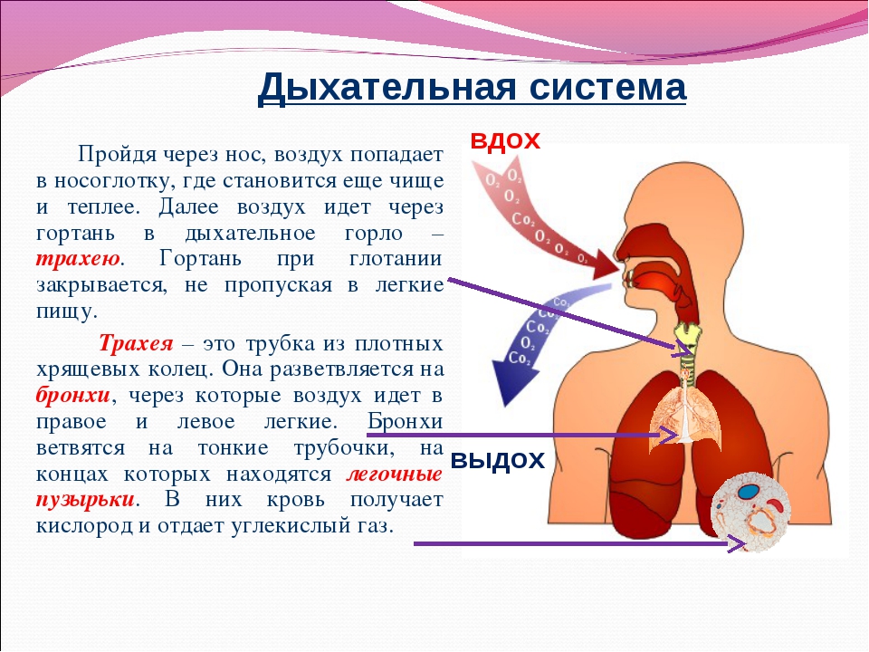 Глоток кислорода. Из гортани воздух попадает в. Дыхание через нос. Органы дыхания у детей. Дыхательная система человека человека.