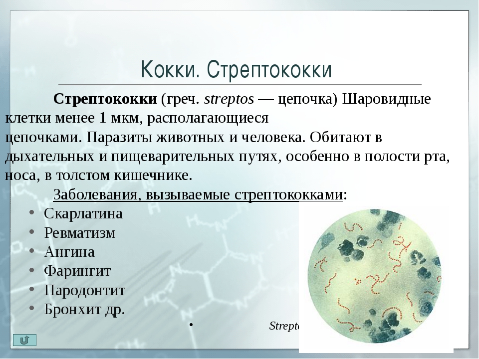 Кокковые бактерии. Бактерия стафилококк Тип питания. Болезнь шаровидной кокки. Бактериальная клетка стрептококки. Особенности строения клетки стрептококки.