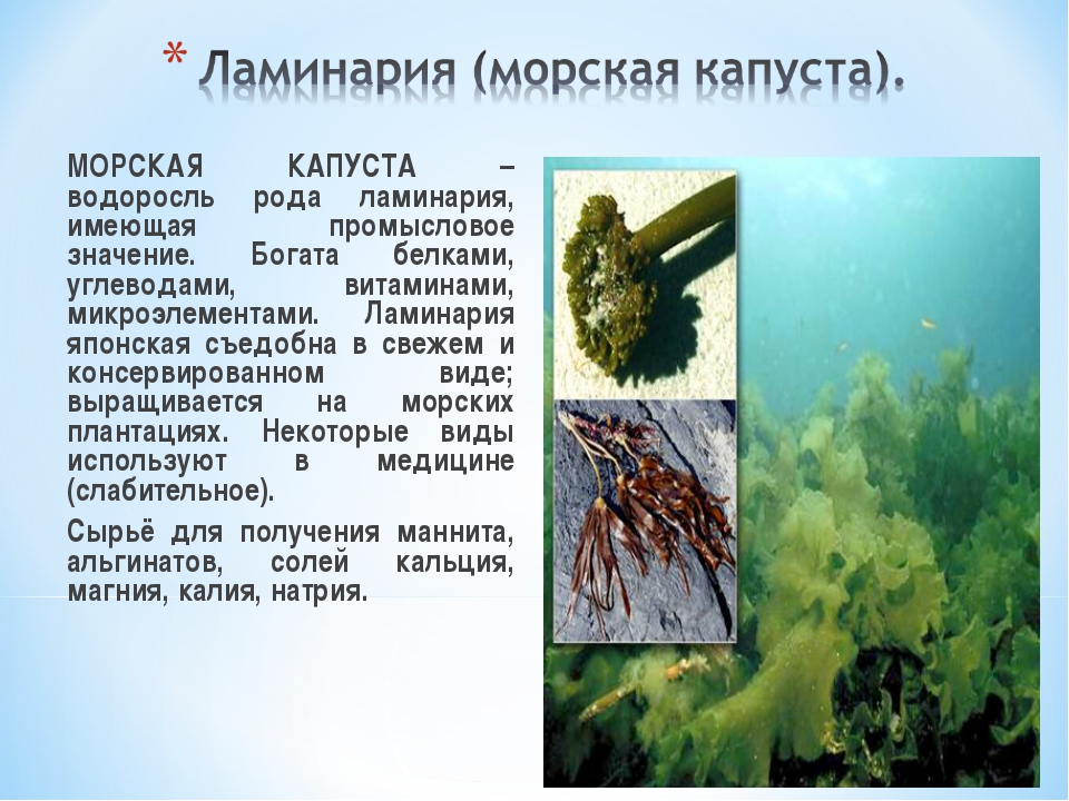 Водоросль бурая описание. Бурые водоросли ламинария. Морская капуста ламинария. Морская капуста Японика. Морская капуста это водоросли.