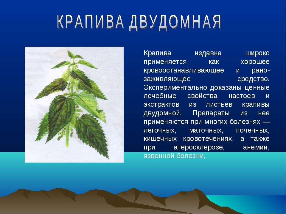 6 трав. Крапива презентация. Проект лекарственные растения крапива. Рассказать о крапиве. Проект про крапиву.