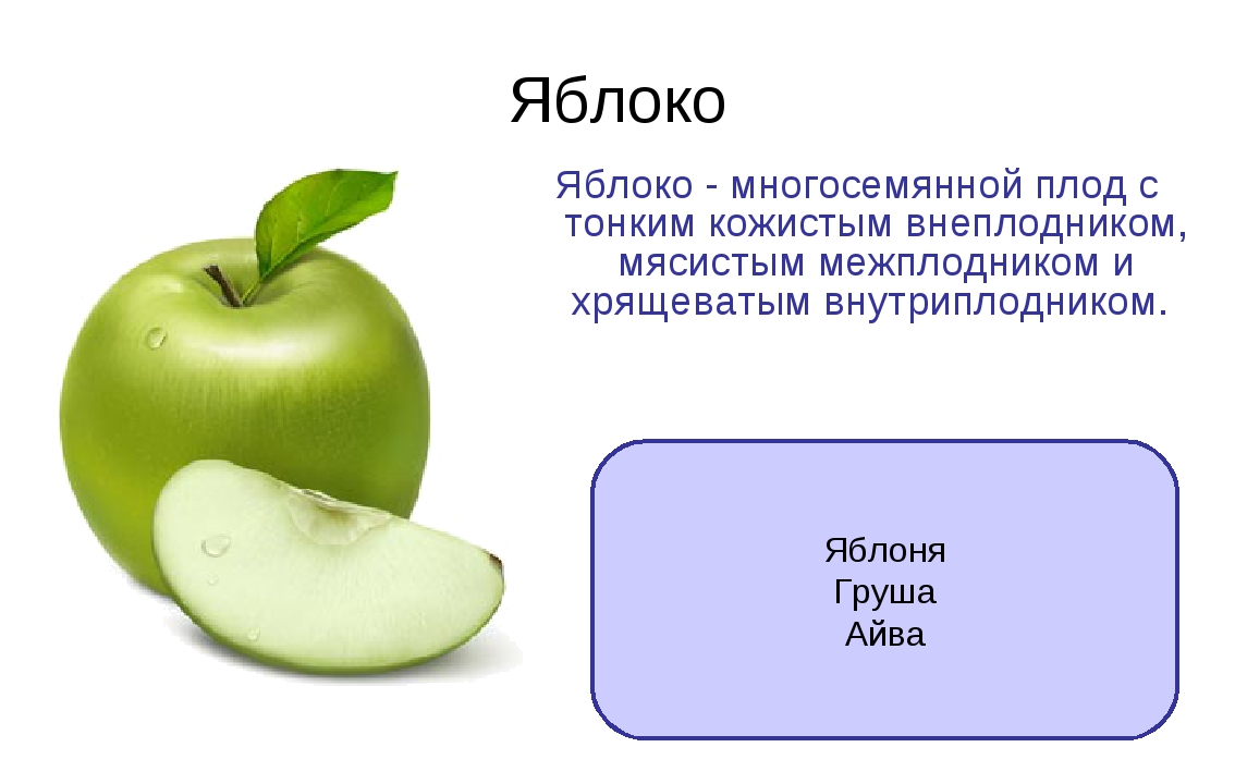 Какую функцию выполняет плод яблони. Плод яблоко. Плод яблоко примеры. Строение яблока. Строение плода яблока.