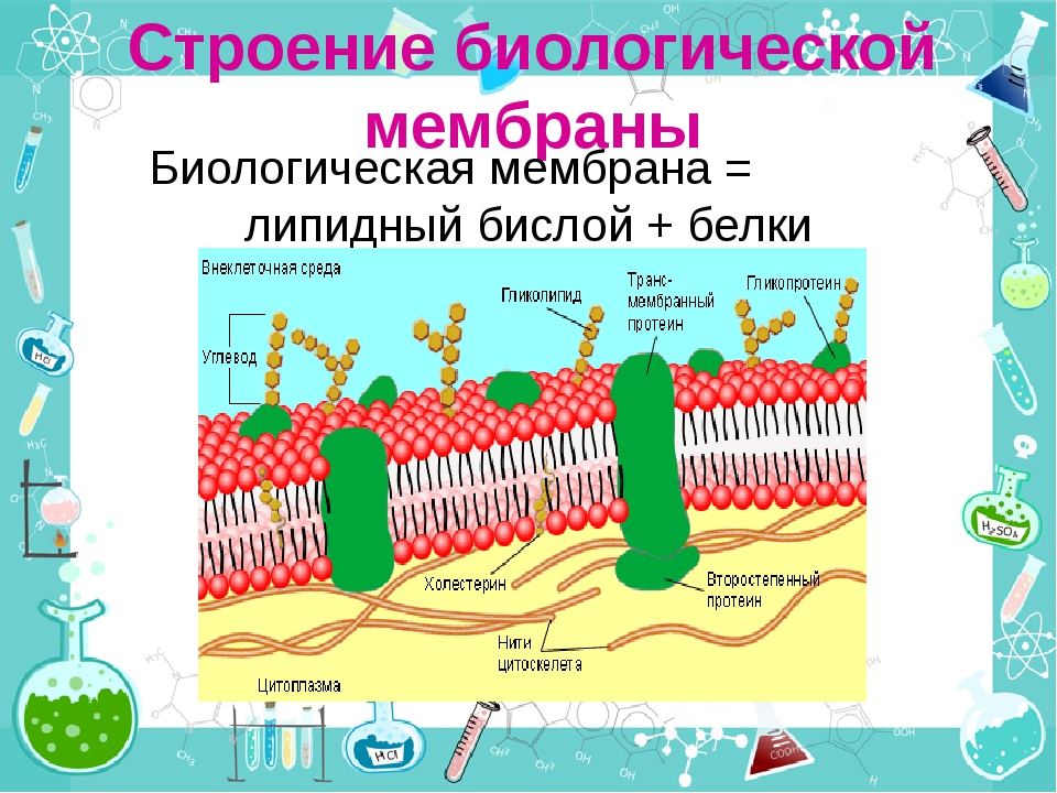 Вода в составе мембран. Липидный бислой клеточной мембраны. Плазматическая мембрана бислой липидов. Липидный бислой в мембране клеток. Строение биомембран клетки.