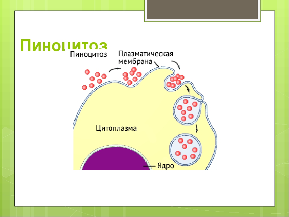 Пиноцитозные пузырьки. Пиноцитоз клеточной мембраны. Схема фагоцитоза и пиноцитоза. Пиноцитоз схема. Процесс фагоцитоза и пиноцитоза.