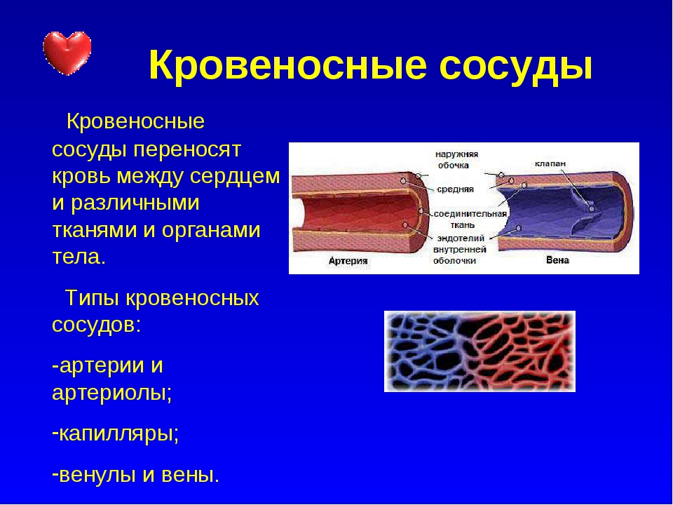 Три слоя артерий. Строение стенки кровеносных сосудов. Кровеносные сосуды Тип ткани. Сосуды их строение и функции. Артерия Вена капилляр эндотелий.