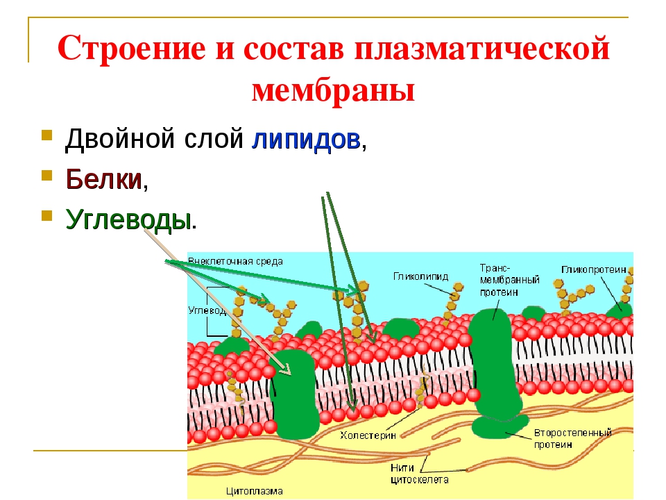 4 функция плазматической мембраны. Схема строения плазматической мембраны. Плазматическая мембрана и строение плазматической мембраны. Строение плазматической мембраны клетки. Строение и функции плазматической мембраны животных.
