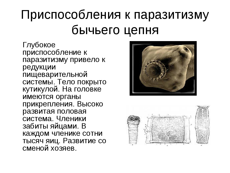 Свиной цепень относится к классу