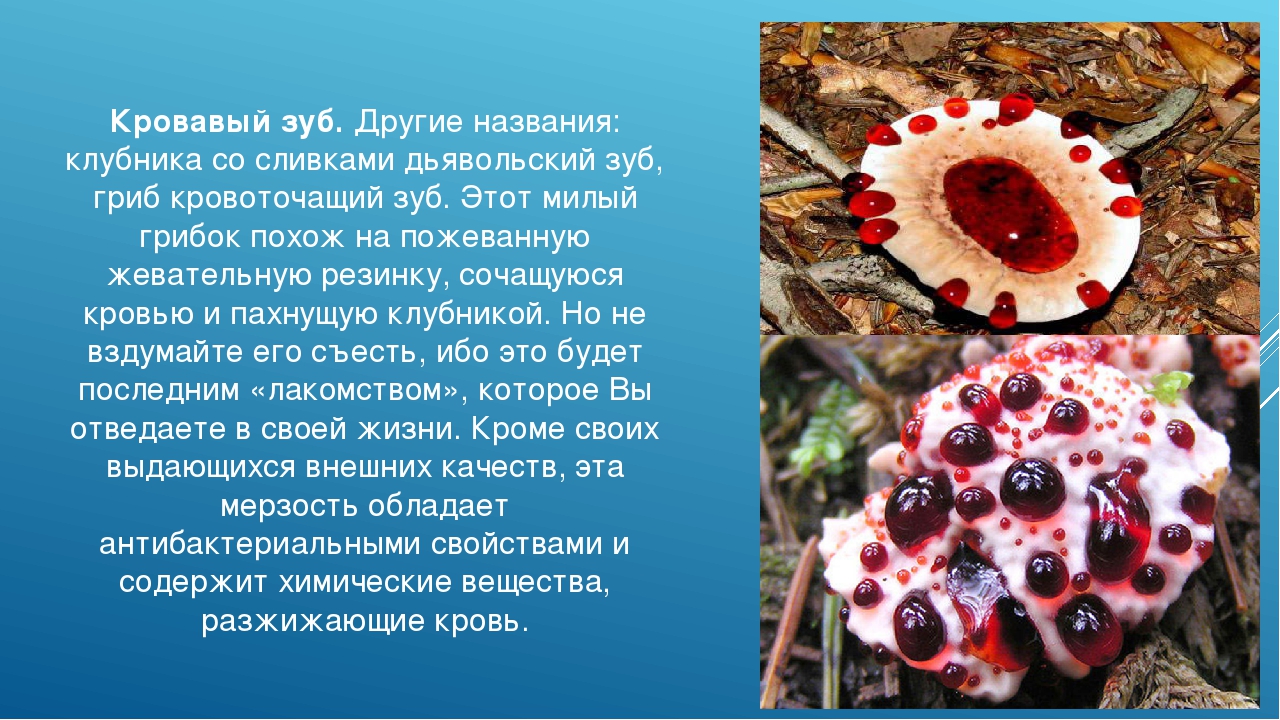 Подготовь сообщение о любых ядовитых растениях грибах. Ядовитые грибы гриб «Кровавый зуб». Грибы Кровавый зуб опасные для человека. Ядовитые растения Кровавый зуб.