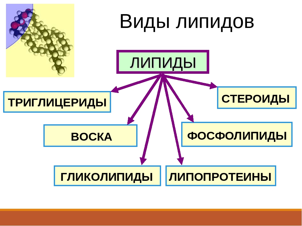 Липиды презентация 9 класс по биологии