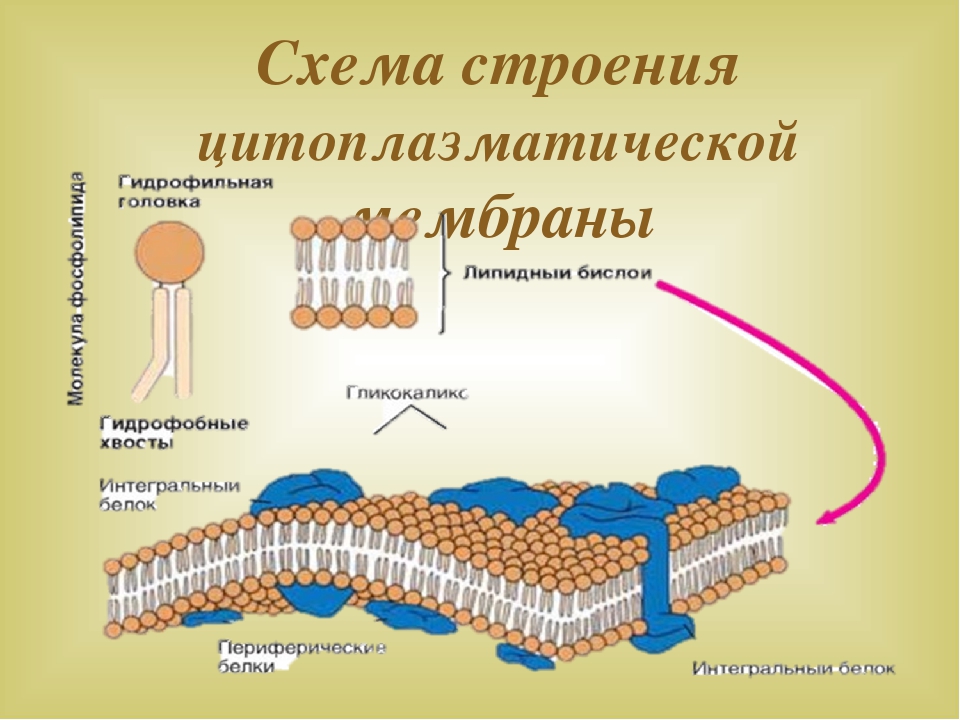 Мембраны клеток эукариот. Строение наружной цитоплазматической мембраны. Наружная клеточная мембрана и цитоплазматическая мембрана. Цитоплазматическая мембрана строение и функции. Строение наружной клеточной мембраны.