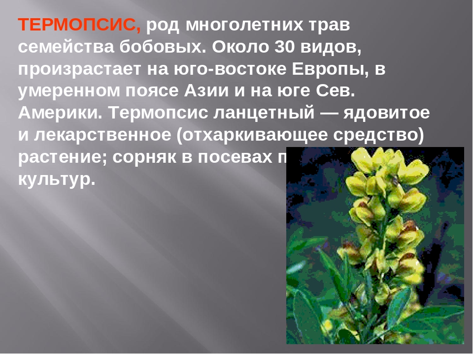 Особенности бобовые 7 класс. Термопсис ланцетный. Термопсис ланцетный семейство. Термопсис ланцетный трава. Термопсис ланцетный ЛРС.