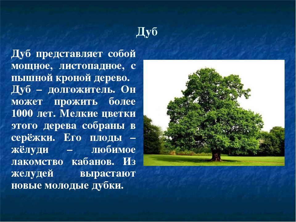 Окружающий мир сообщение о деревьях. Рассказ про дерево дуб. Доклад про дуб. Дерево для презентации. Доклад о дереве.