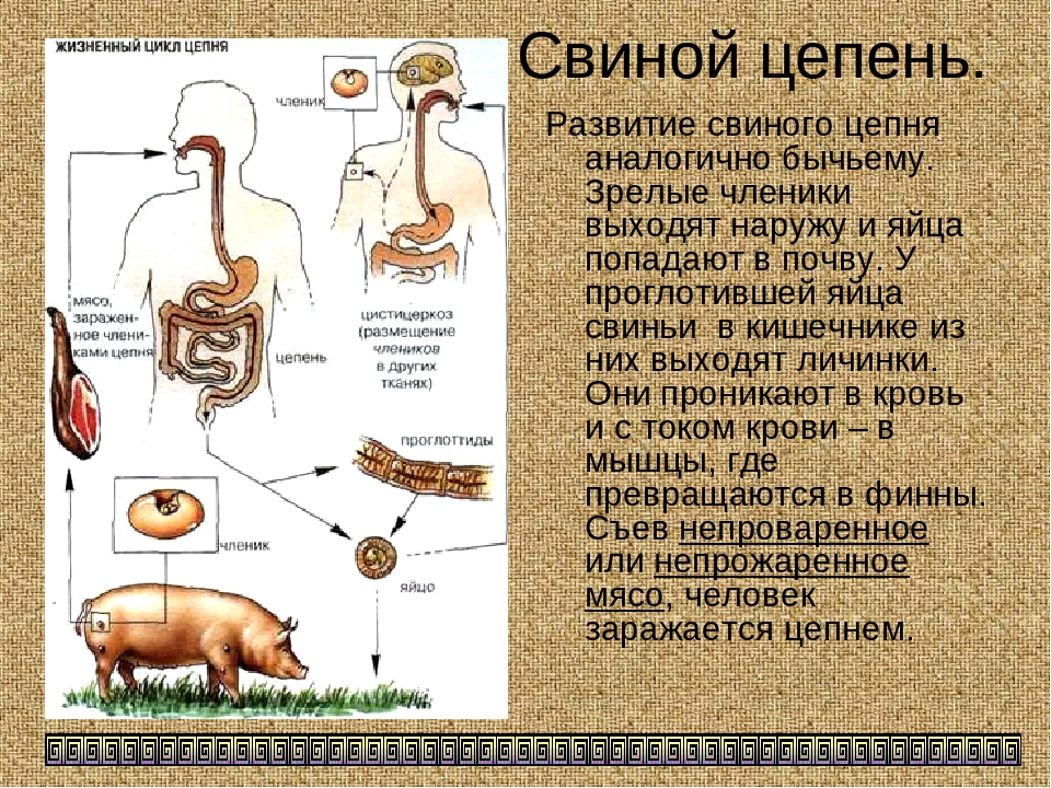 Особенности свиного цепня