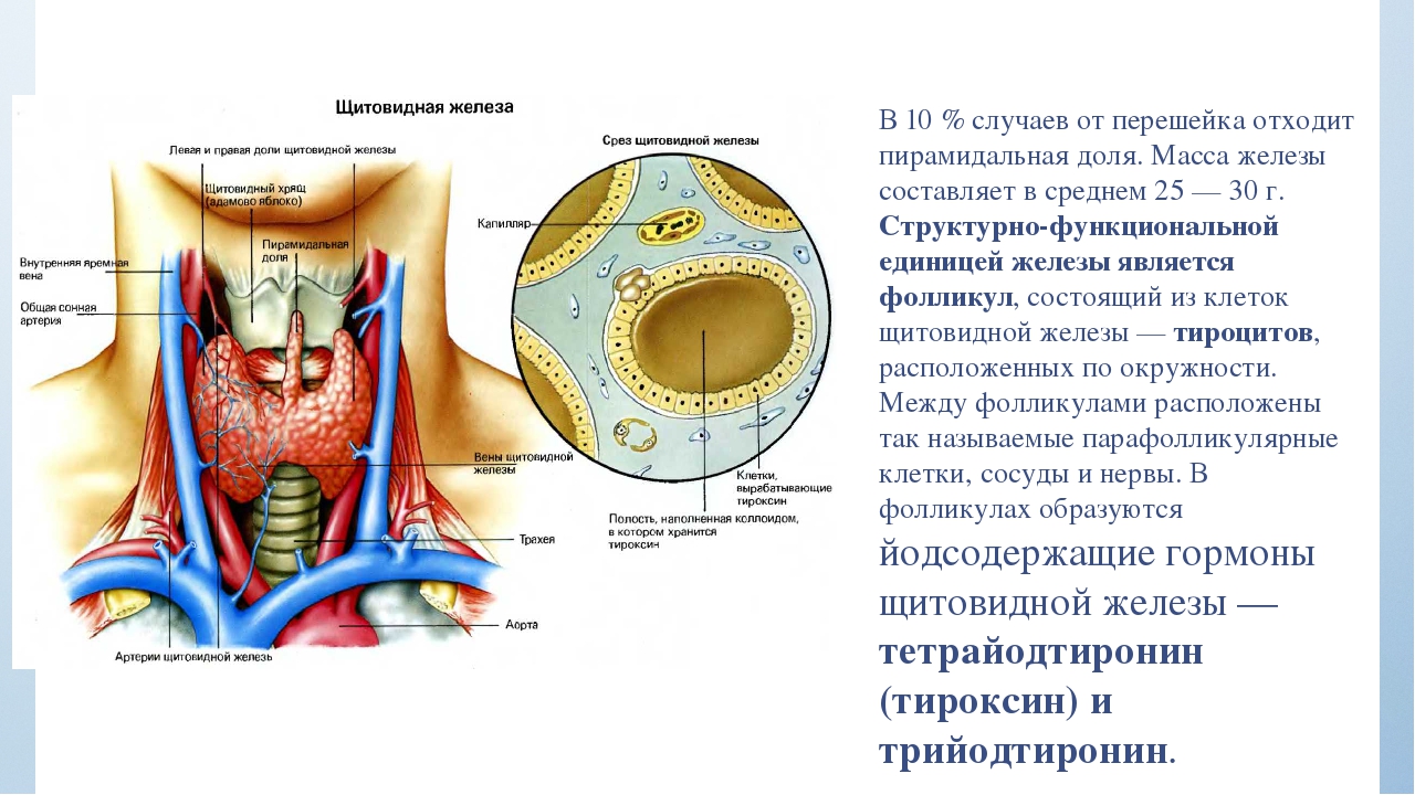 Составьте описание щитовидной железы по плану. Строение стенки фолликула щитовидной железы. Что является структурно-функциональной единицей щитовидной железы?. Функциональная анатомия щитовидной железы. Щитовидная железа анатомия и физиология.