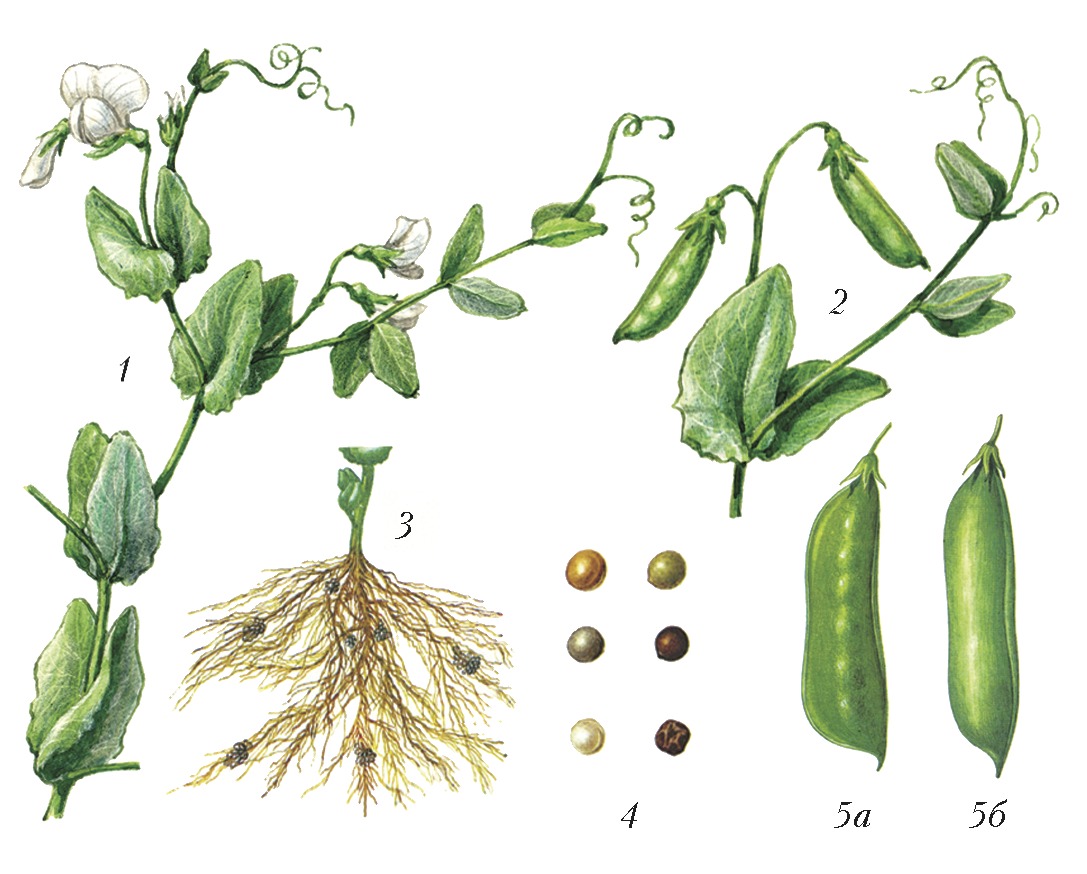 Строение цветка гороха рисунок