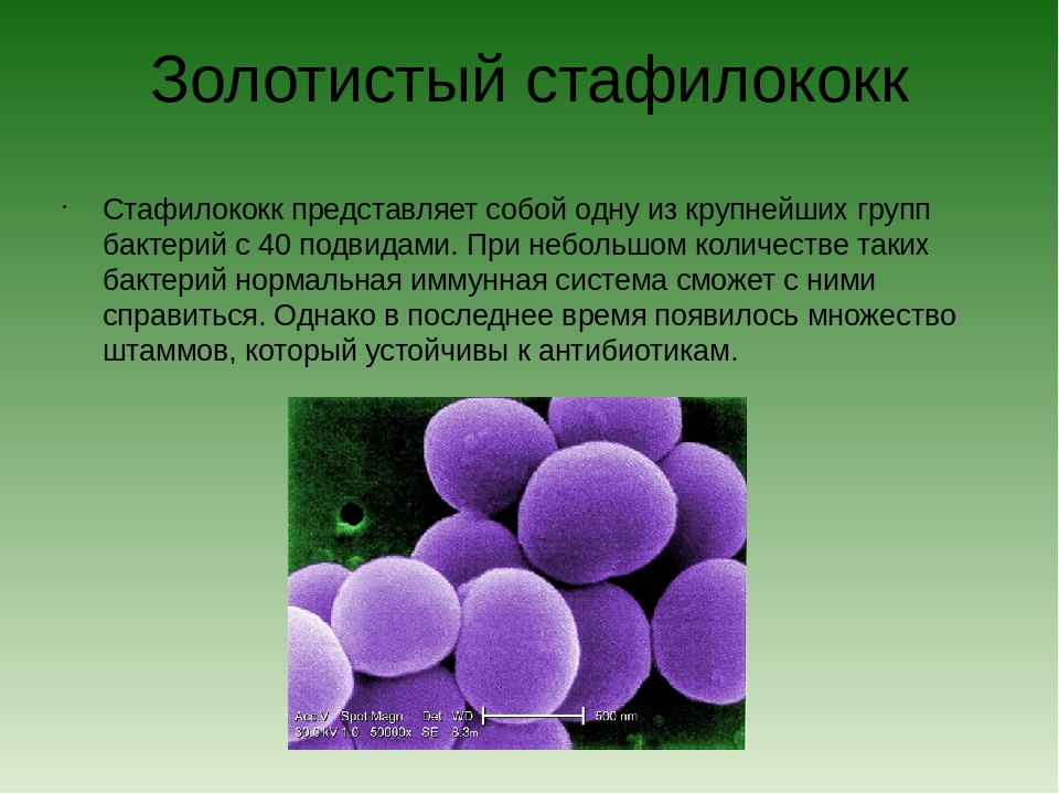 Бактерия золотистый стафилококк. Бактерии стафилококки. Стафилококковая инфекция. Микроорганизмы стафилококки. Стафилакока