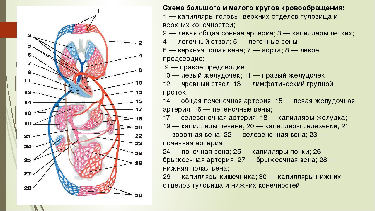 Малый круг кровообращения состав. Схема малого круга кровообращения анатомия. Схема большого круга кровообращения у человека анатомия. Сосуды малого круга кровообращения схема. Малый круг кровообращения схема сосудов.