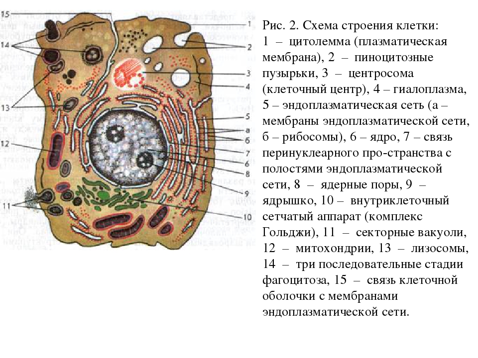 Пиноцитозные пузырьки. Рис 2 схема строения клетки. Схема строение животной клетки 7 класс биология. Схема животной клетки с обозначениями. Схема микроскопического строения животной клетки.