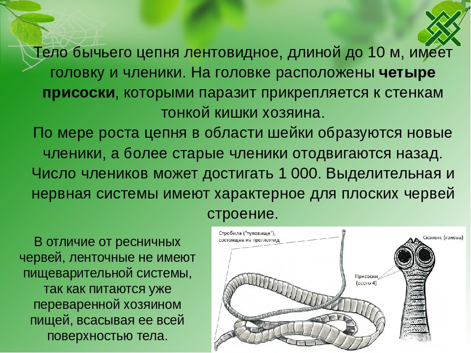 Цепень описание. Паразитические ленточные черви строение. Бычий цепень сообщение. Строение ленточного червя. Плоские черви ленточные строение.