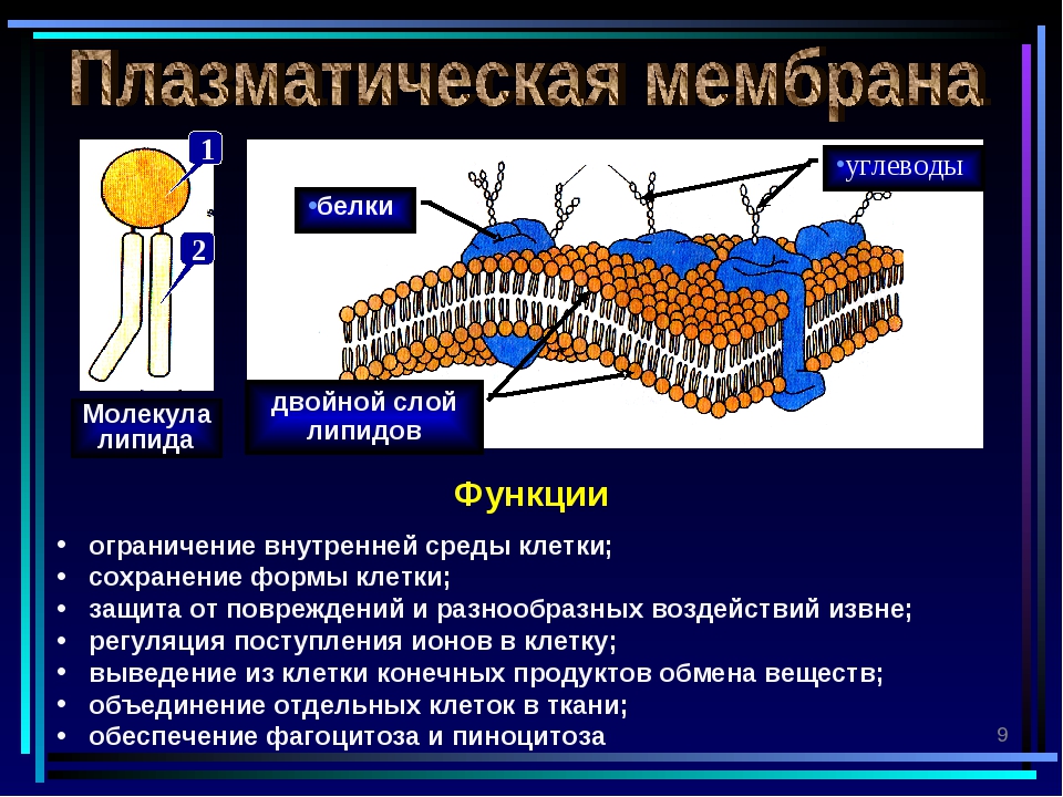 4 функция плазматической мембраны. Гликолипиды в плазматической мембране. Двойной слой липидов. Двойной слой фосфолипидов. Липиды в плазматической мембране.
