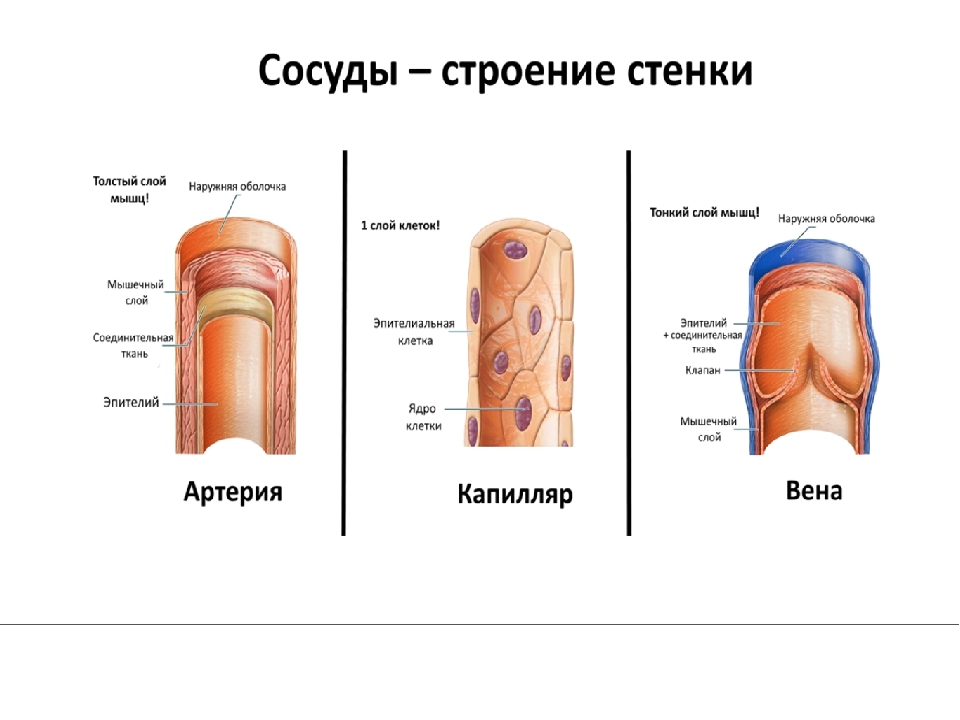 Строение стенок сосудов артерии