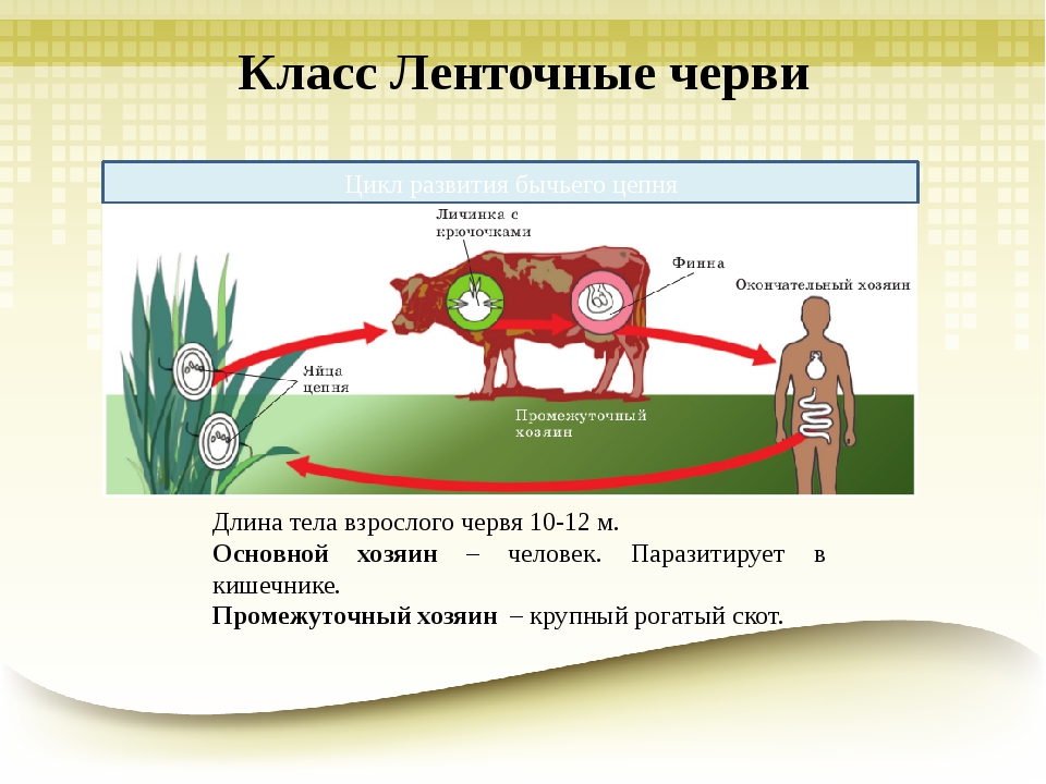 Бычий цепень кровеносная система