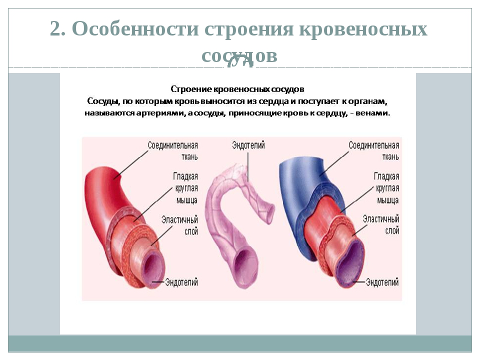 Строение капилляров артерий