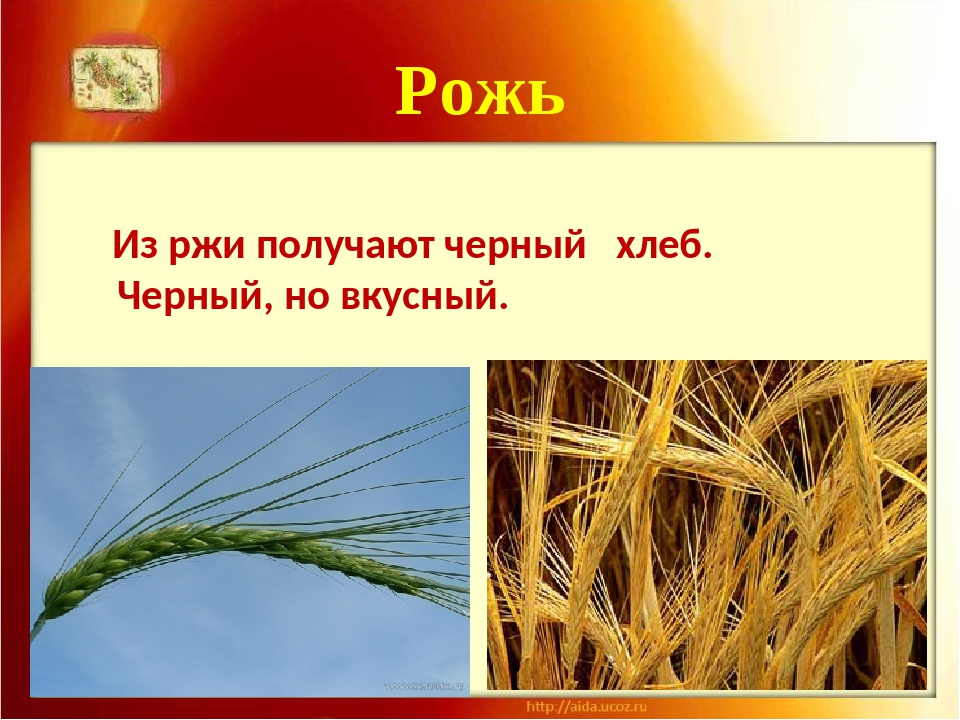 Окончание слова рожь. Рожь продукты из ржи. Рожь черный хлеб. Что получают из ржи. Рожь предложение.