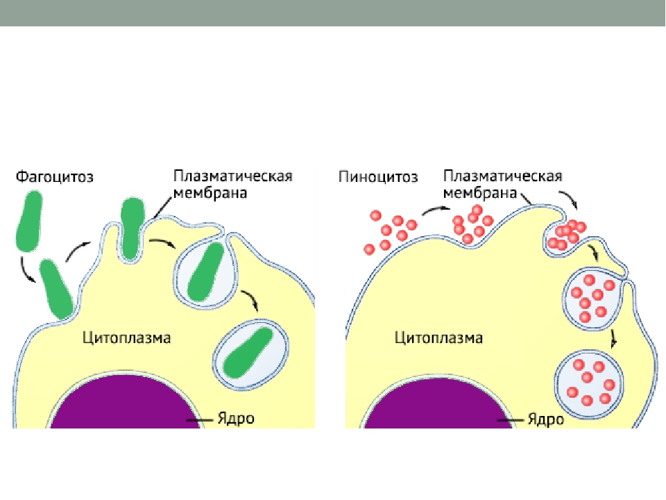 Пиноцитозные пузырьки. Фагоцитоз и пиноцитоз мембраны. Схема фагоцитоза клетки. Фагоцитоз строение. Пиноцитоз клеточной мембраны.